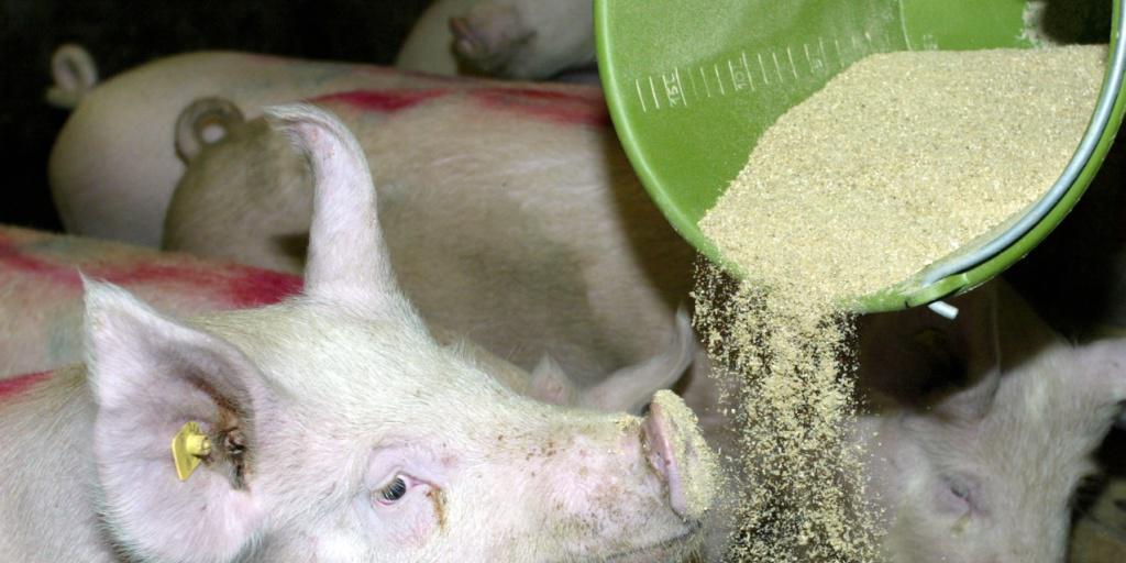 Nutz- und Heimtiere bekommen in der Schweiz mehrheitlich gesundes Futter vorgesetzt - 62,5 Prozent aller letztes Jahr untersuchten Futtermittel wurden nicht beanstandet. (Symbolbild)