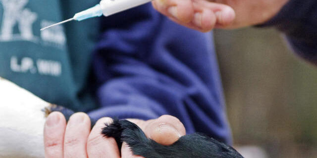 Impfung gegen Vogelgrippe in den Niederlanden Impfung gegen Vogelgrippe in den Niederlanden