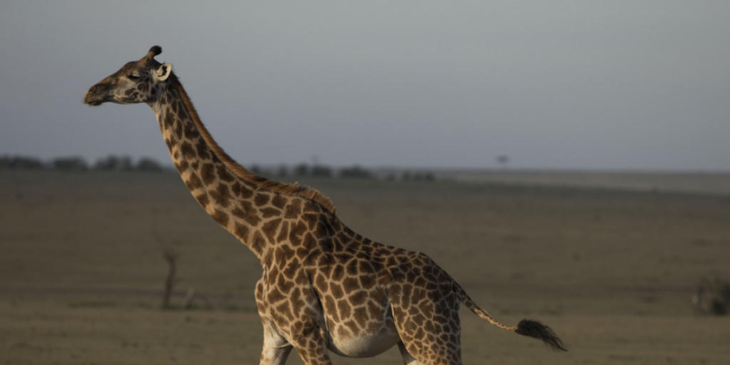 Giraffen haben trotz ihres langen Halses nicht mehr Wirbel als andere Säugetiere. (Archiv)