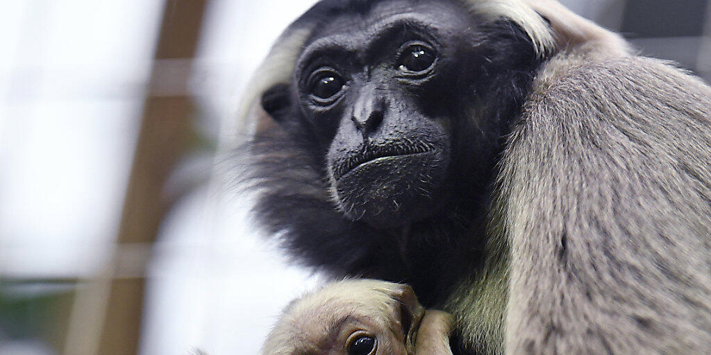 Neugieriger Blick in die Welt: Die Kappengibbons im Zürcher Zoo haben Nachwuchs bekommen. Neugieriger Blick in die Welt: Die Kappengibbons im Zürcher Zoo haben Nachwuchs bekommen.