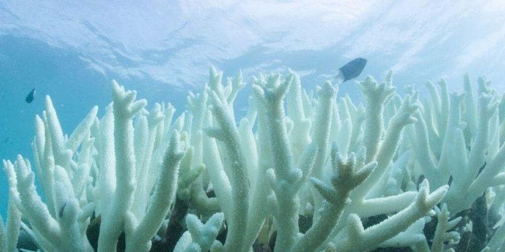 Korallenbleiche letztes Jahr am Great Barrier Reef, ausgelöst durch die Meererwärmung, welche Algen abtötet. Nun haben Forscher entdeckt: Die Erwärmung tötet nicht nur die Algen, sondern die Korallen selbst - und zwar blitzschnell. (Archivbild)