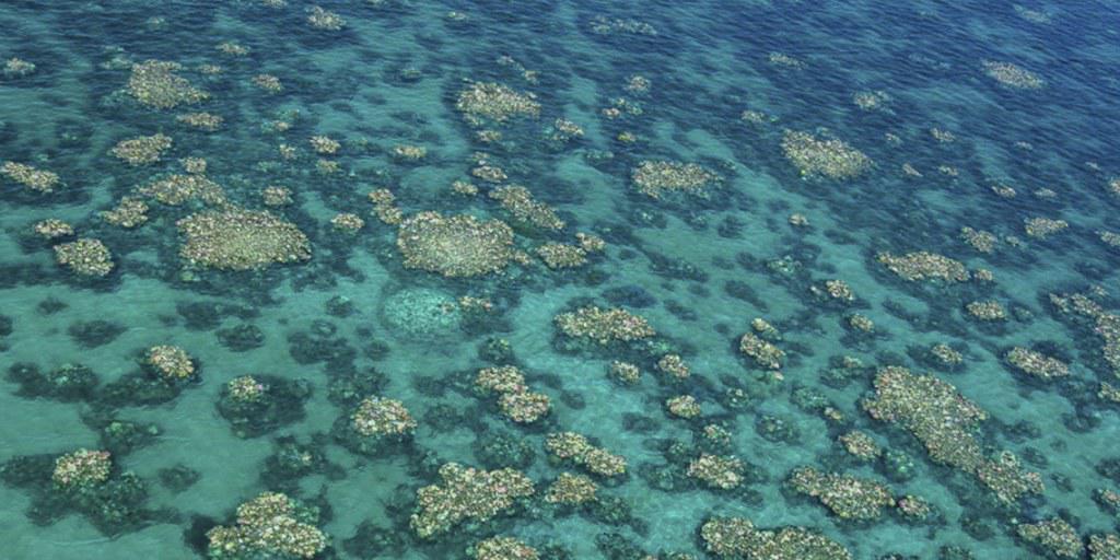 Klimaerwärmung, Umweltgifte, Unwetter: Die Korallen des Great Barrier Reefs leidet stärker als Forscher bisher berechnet hatten.