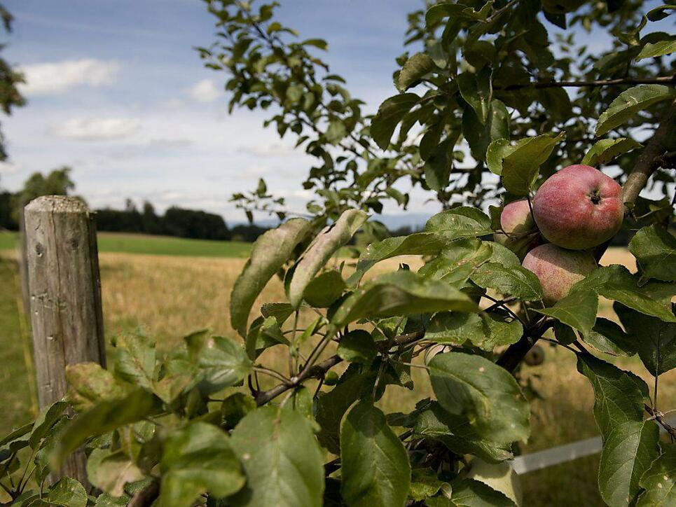 Mit dem Aktionsplan Biodiversität will der Bundesrat die genetische Vielfalt stärken. (Symbolbild)