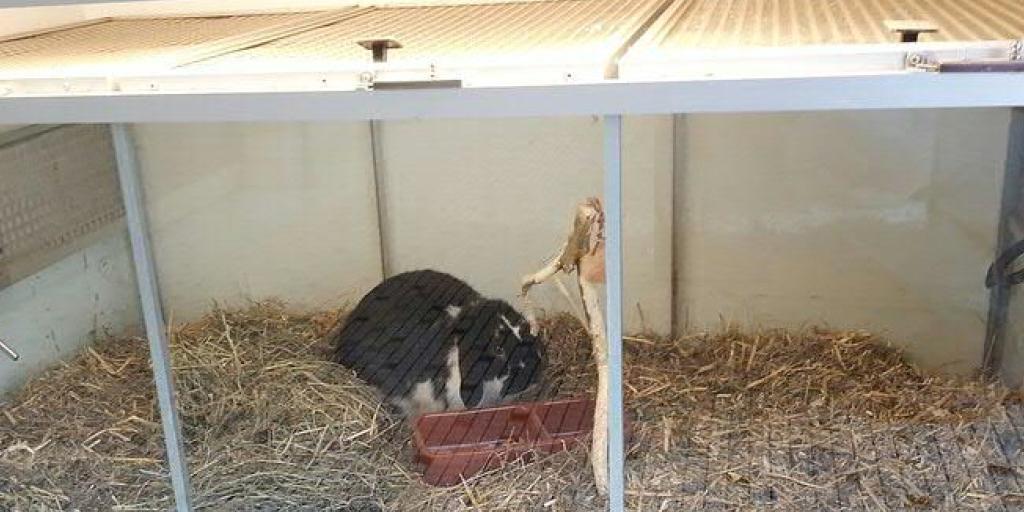 Schweizer Tierschutz kritisiert die Heimtier-Haltung in Zoofachgeschäften Schweizer Tierschutz kritisiert die Heimtier-Haltung in Zoofachgeschäften