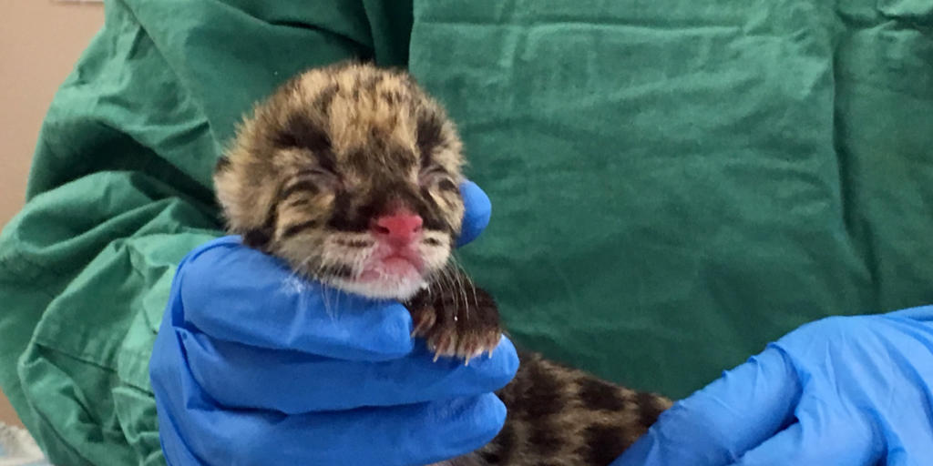 Der kleine Nebelparder aus dem Nashville Zoo ist nicht nur süss - seine Zeugung mit eingefrorenem Sperma weckt auch Hoffnungen auf den Erhalt seiner Art.
