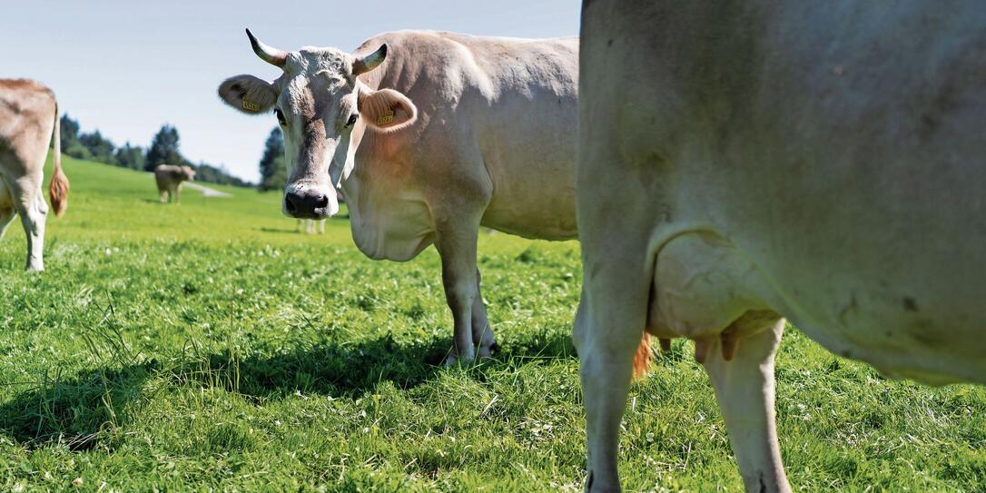 APPENZELLER KAESE, KAESE, APPENZELLER, HALBHARTKAESE, ROHMILCHKAESE, ROHMILCH, KUH, KUEHE, MILCHKUH, SENN, SENNER, BAUER, MILCHBAUER, MILCHLIEFERANT, MILCHZULIEFERER, MILCHLIEFERANT, , BRAUCHTUM, TRACHT, SENNENTRACHT, WEIDE, HORNKUH CAPTIONLEFT,