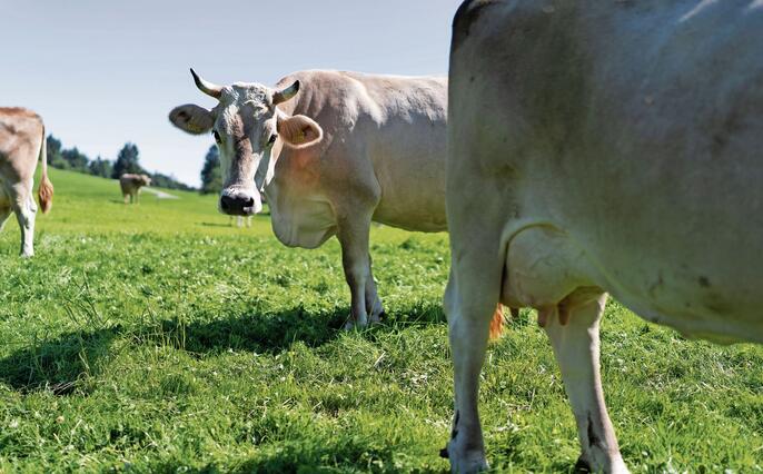 APPENZELLER KAESE, KAESE, APPENZELLER, HALBHARTKAESE, ROHMILCHKAESE, ROHMILCH, KUH, KUEHE, MILCHKUH, SENN, SENNER, BAUER, MILCHBAUER, MILCHLIEFERANT, MILCHZULIEFERER, MILCHLIEFERANT, ,  BRAUCHTUM, TRACHT, SENNENTRACHT,  WEIDE,  HORNKUH CAPTIONLEFT,