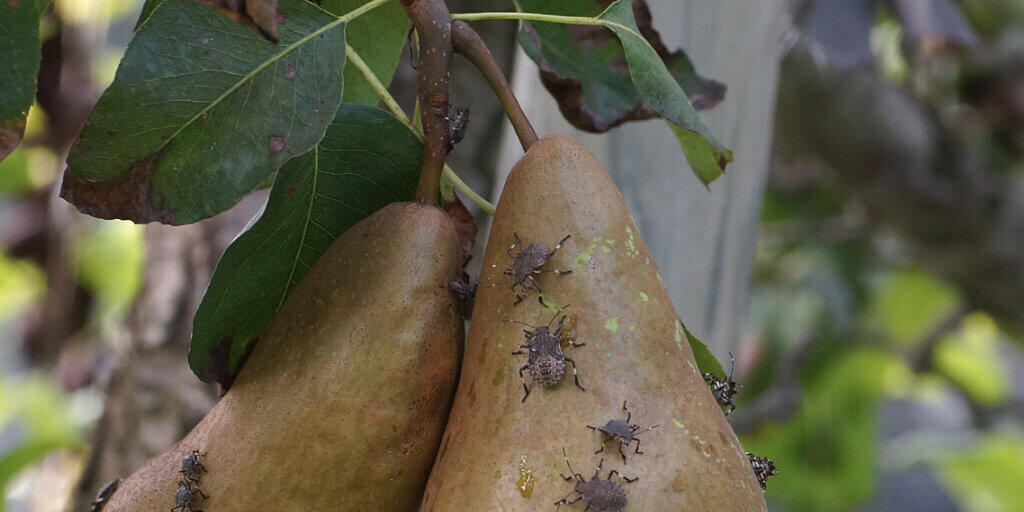 Die Marmorierte Baumwanze setzt den Obstproduzenten in der Schweiz zu.