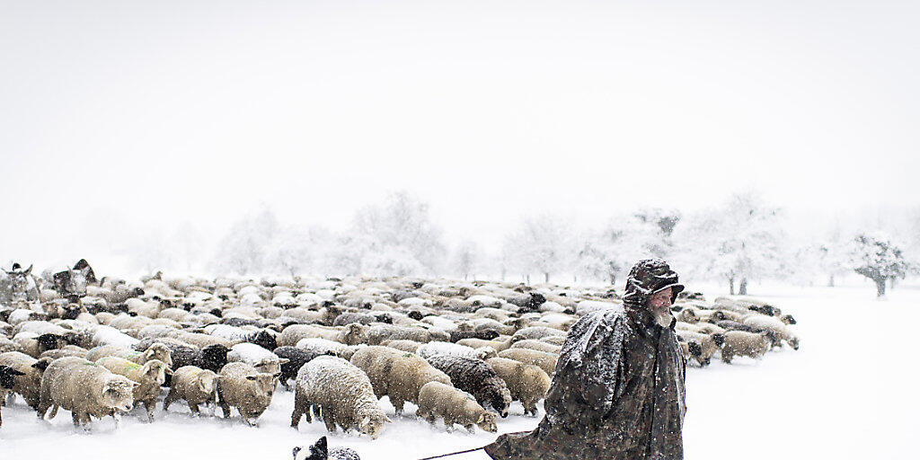 Seit 27 Jahren ist Franco Vitali als Wanderhirte unterwegs. Die Zahl der Hirten, die mit ihren Schafen in den Wintermonaten durch das Unterland ziehen, nimmt jedes Jahr ab. (KEYSTONE/Gian Ehrenzeller)