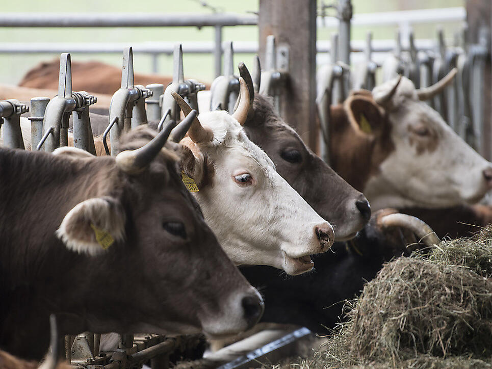 Wegen der Trockenheit ist das Futter für die Kühe knapp. Viele Bauern bringen ihre Tiere deshalb vorzeitig zu tieferen Preisen ins Schlachthaus. Proviande stoppt nun die Importe, um den Markt zu entlasten.
