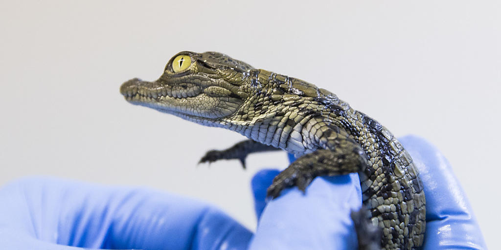 Im Aquatis Aquarium Vivarium in Lausanne erblickte ein erstes Junges der westafrikanischen Krokodile das Licht der Welt. Im Aquatis Aquarium Vivarium in Lausanne erblickte ein erstes Junges der westafrikanischen Krokodile das Licht der Welt.