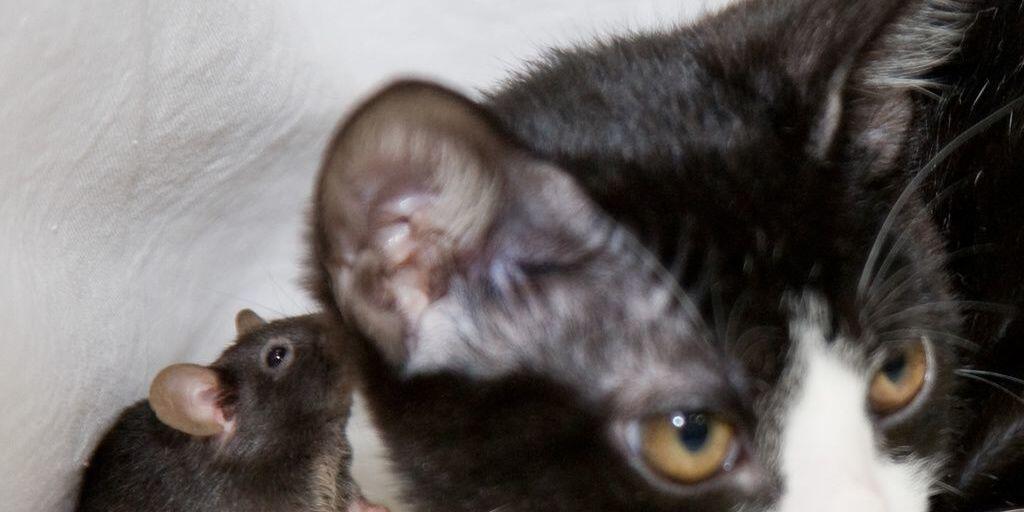 Diese furchtlose Maus könnte an Toxoplasmose leiden. Genfer Forscher haben nun bewiesen, dass der Befall mit diesem Parasiten nicht nur spezifisch die Angst vor Katzen beseitigt, sondern das ganze Verhalten beeinflusst. (Archivbild)