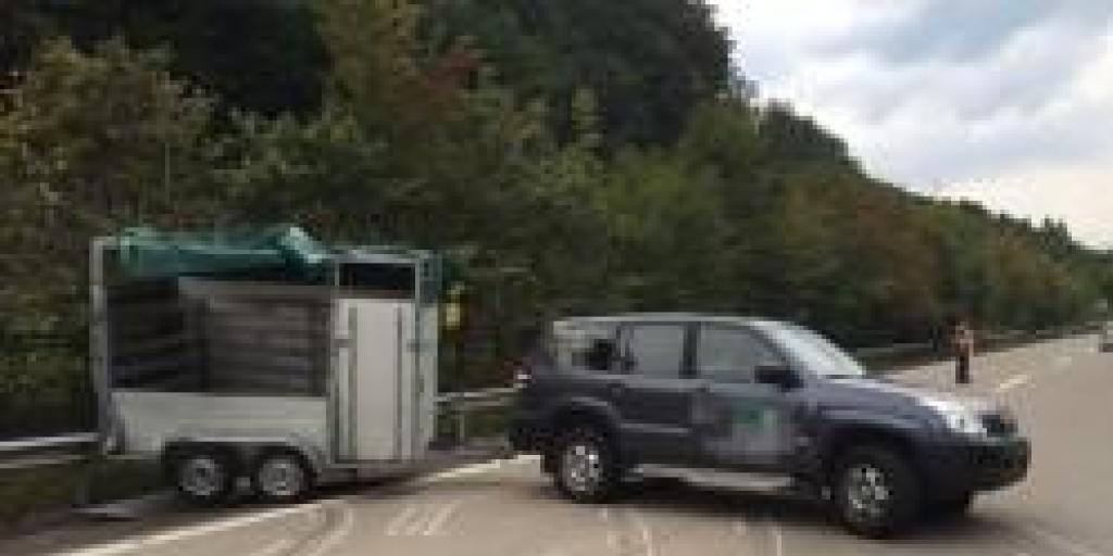 Nach dem Unfall auf der Autobahn A3 irrten die Rinder auf der Fahrbahn herum.