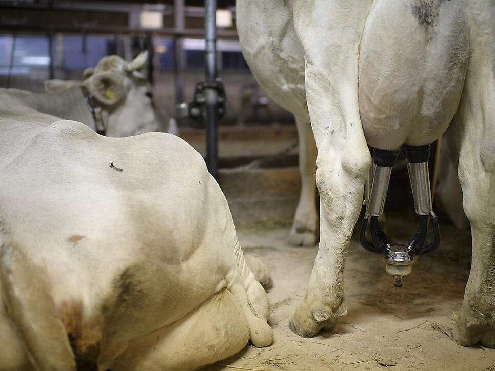 Keine Preisanpassung: Die Branchenorganisation Milch erhöht den Milchpreis nach dem trockenen Sommer nicht. (Themenbild)