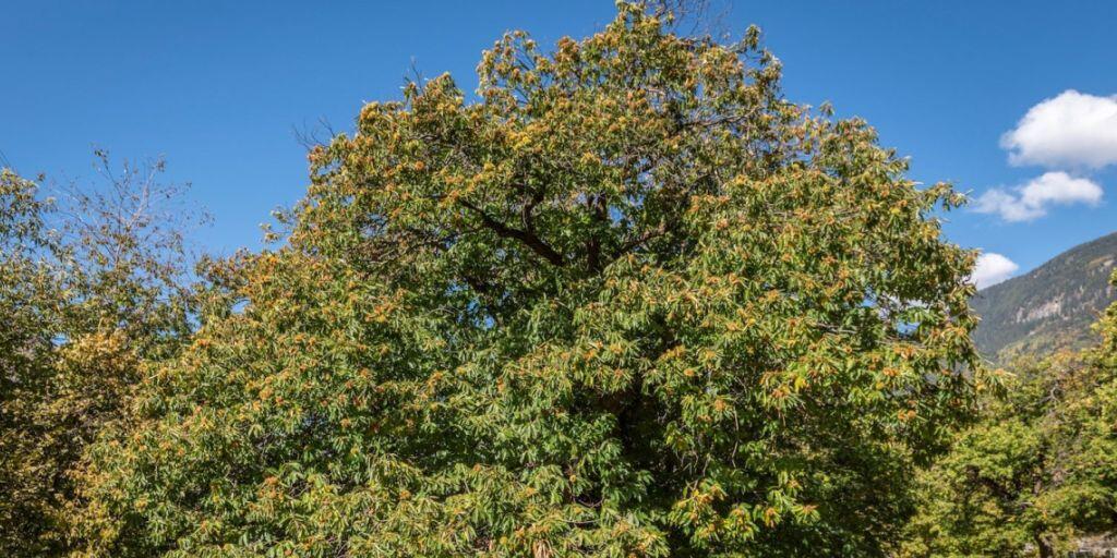 Im Alter zeigt die "Lüina" ihre typische Baumform mit ihrer ausladenden, nicht sehr hohen Baumkrone.