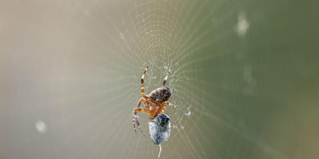 Obwohl die Wollfäden der Netze der cribellaten Spinnen durchgehend klebrig sind, bleiben die Spinnen nicht dran hängen. Forscher wollen wissen, wie man das macht, um selber beim Experimentieren nicht an klebrigen Nanofasern kleben zu bleiben. (Symbolbild) Obwohl die Wollfäden der Netze der cribellaten Spinnen durchgehend klebrig sind, bleiben die Spinnen nicht dran hängen. Forscher wollen wissen, wie man das macht, um selber beim Experimentieren nicht an klebrigen Nanofasern kleben zu bleiben. (Symbolbild)
