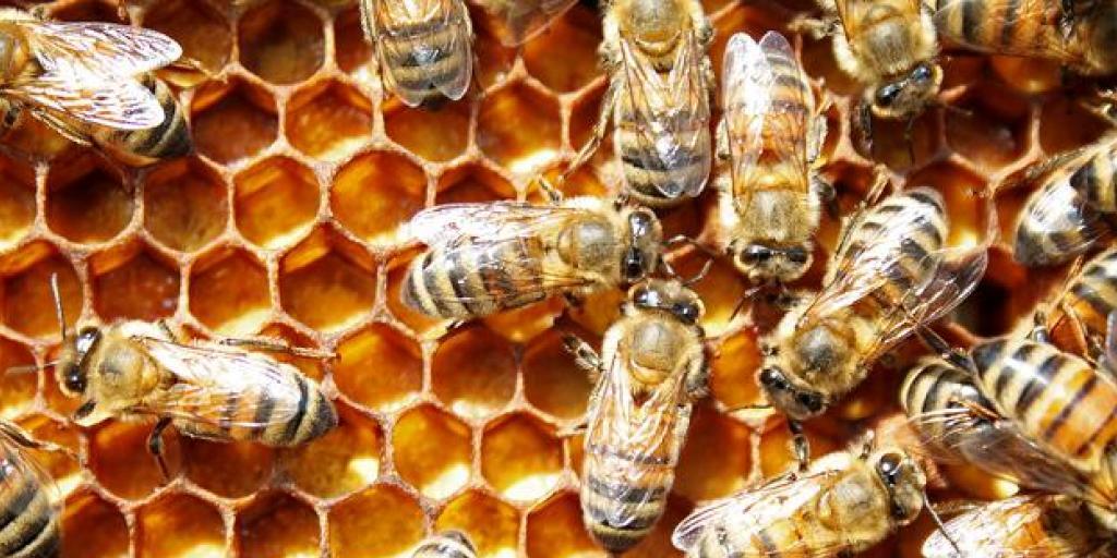 Ammenbienen legen &uuml;ber die Nahrung fest, ob sich eine Larve zur K&ouml;nigin oder Arbeiterin entwickelt. (Bild: Handout)