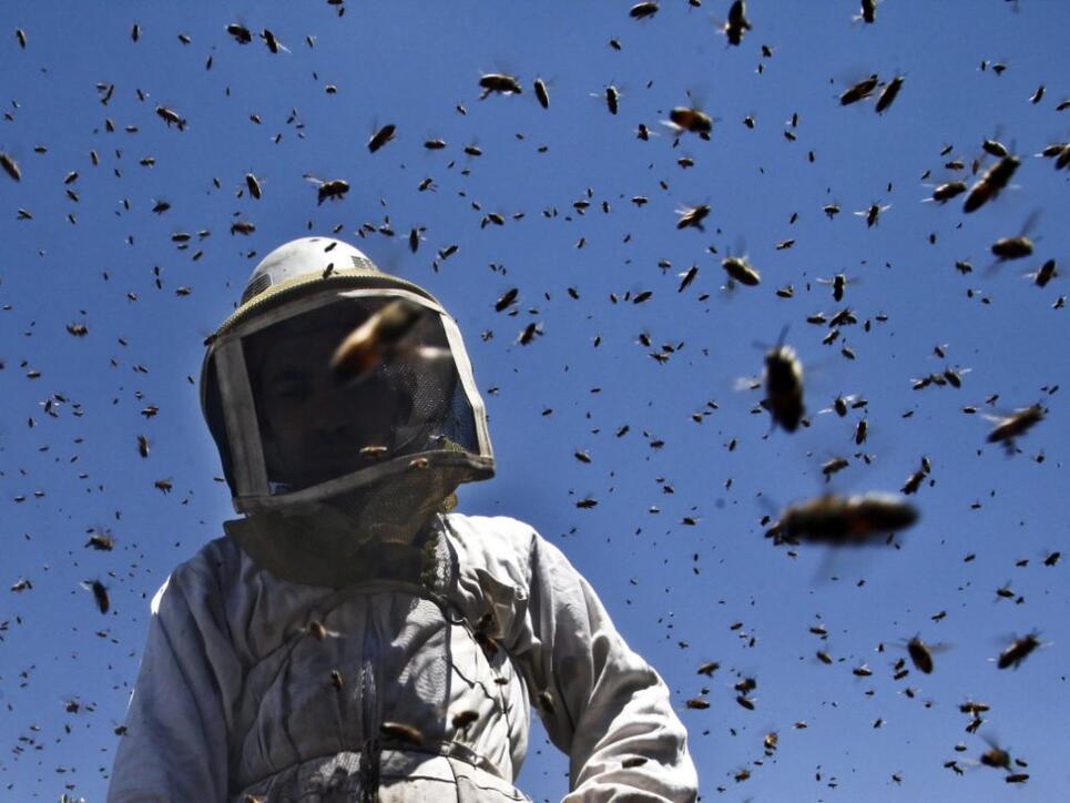 Die angriffslustigen "Killerbienen" entstehen aus einer Kreuzung von Honigbienen europäischer Abstammung mit Wildbienen afrikanischen Ursprungs. (Symbolbild)