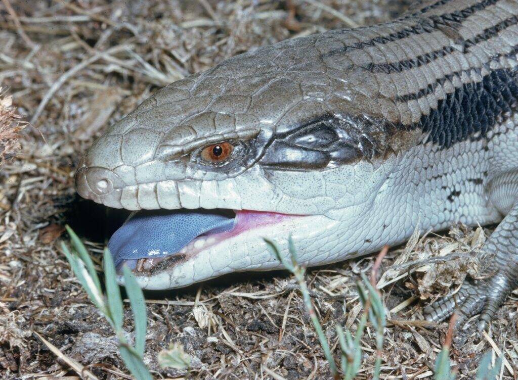 Wenn sie angegriffen werden, blähen sie sich auf, reissen das Maul auf und zeigen die Zunge: Blauzungen Skinke. (Archivbild)