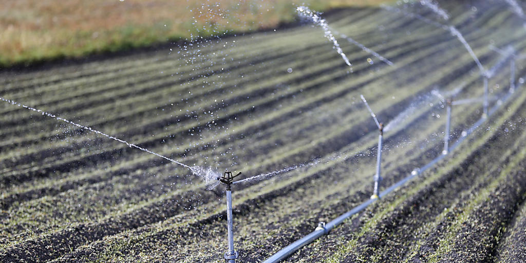 Die grosse Hitze im Sommer 2015 forderte die Gemüseproduzenten: Sie mussten ihre Äcker intensiver bewässern als üblich. Ernteausfälle konnten so grösstenteils verhindert werden. Der schöne Herbst und der milde Wintereinstieg wiederum führten zu besseren Ernteergebnissen.
