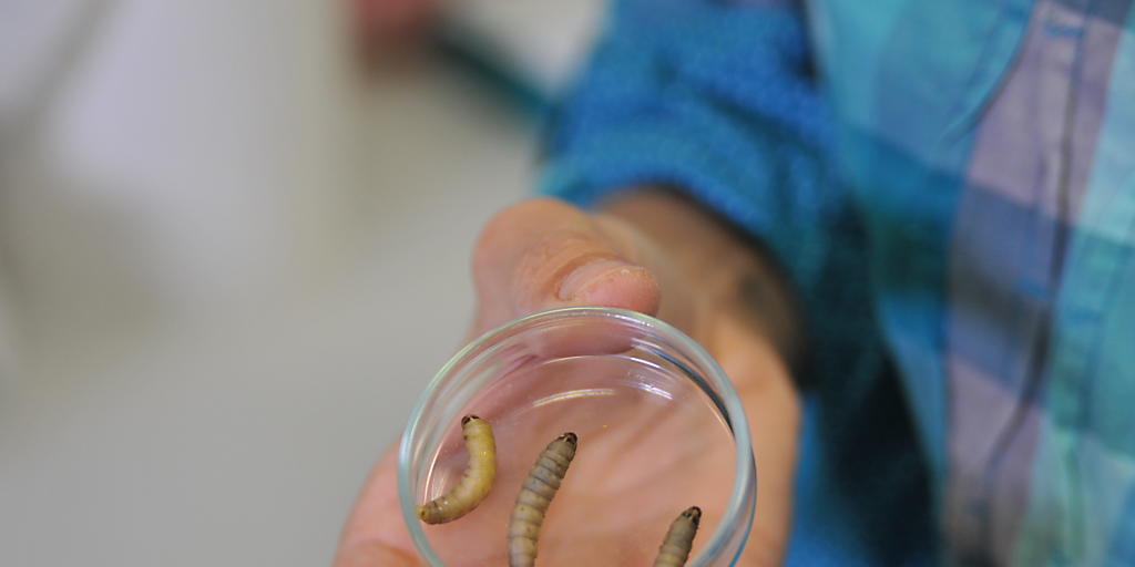 Hoffnungsträger gegen das Umweltproblem Plastik: Die Raupen der Grossen Wachsmotte (Galleria mellonella). Hoffnungsträger gegen das Umweltproblem Plastik: Die Raupen der Grossen Wachsmotte (Galleria mellonella).