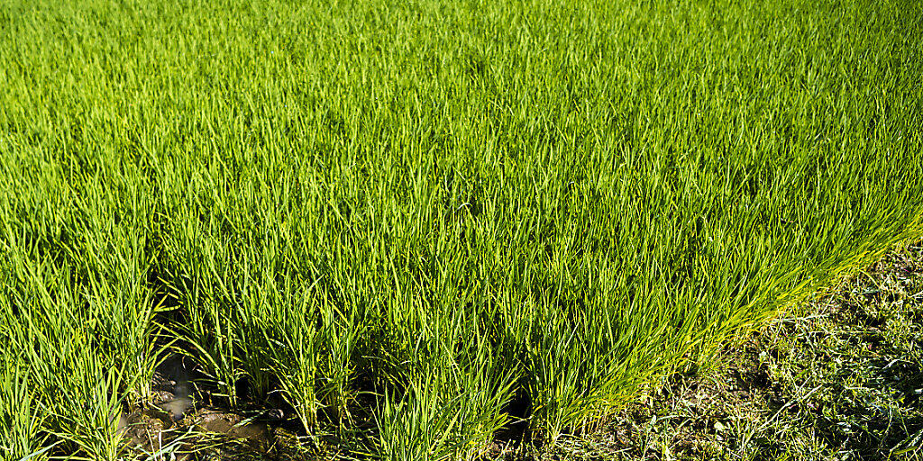Reiskulturen schaffen Feuchtgebiete, die für die Biodiversität wichtig sind.
