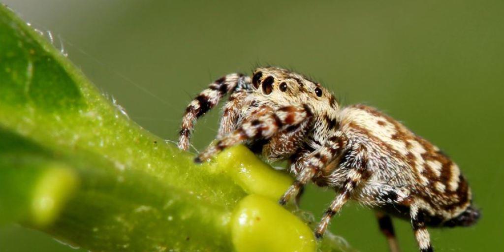 Eine Springspinne Pelegrina galathea trinkt Nektar von einer Nektardrüse.