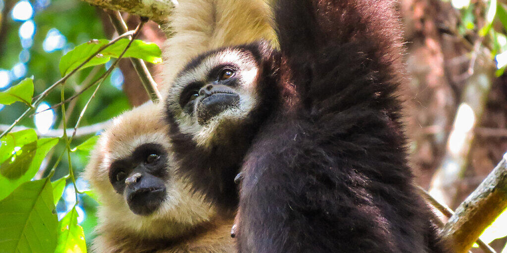 Gibbons singen besonders lange und komplexe Lieder, um etwa ihr Territorium zu verteidigen oder Artgenossen vor Feinden zu warnen.