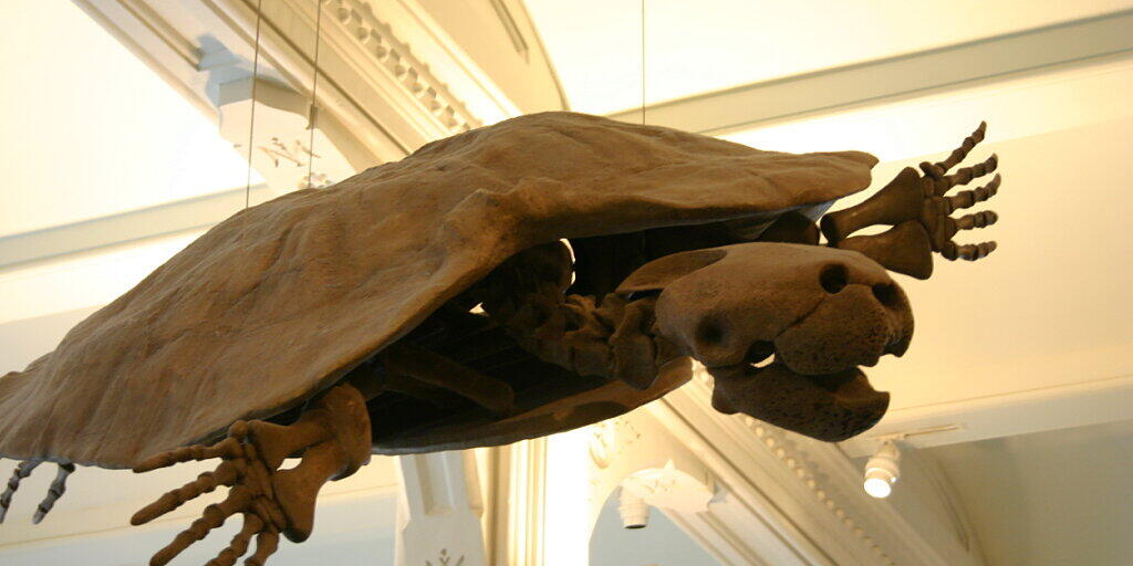 Skelettrekonstruktion von Stupendemys geographicus am American Museum of Natural History. Das Exemplar ist ungehörnt. Die Variante mit Horn, welche Forscher der Uni Zürich im nördlichen Südamerika entdeckt haben, erlaubt ganz neue evolutionäre Rückschlüsse (Bild Wikimedia, rechtefrei)