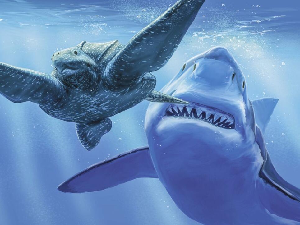 Eine Meeresschildkröte flieht vor einem Megalodon. Der grösste Haifisch aller Zeiten ist vor zwei Millionen Jahren ausgestorben. Das Sauriermuseum Aathal widmet ihm und anderen "Haien der Urmeere" eine Sonderausstellung. (zVg)