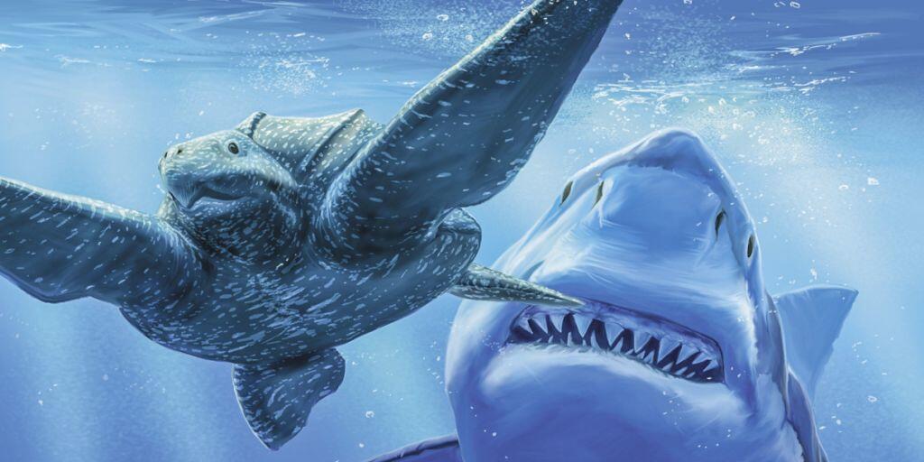 Eine Meeresschildkröte flieht vor einem Megalodon. Der grösste Haifisch aller Zeiten ist vor zwei Millionen Jahren ausgestorben. Das Sauriermuseum Aathal widmet ihm und anderen "Haien der Urmeere" eine Sonderausstellung. (zVg)