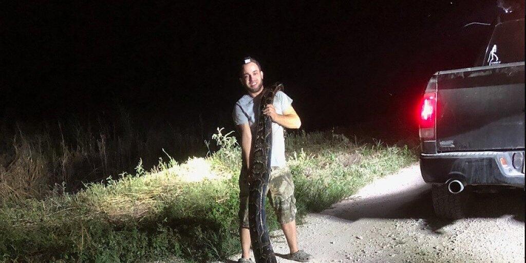 Rekordverdächtig: Die in Florida gefangene Python hat eine Länge von 5,3 Metern und ein Gewicht von rund 60 Kilo. Rekordverdächtig: Die in Florida gefangene Python hat eine Länge von 5,3 Metern und ein Gewicht von rund 60 Kilo.