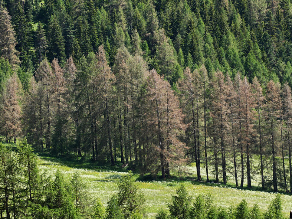 Herbstlich gefärbte Lärchen mitten im Sommer. Schuld ist der Graue Lärchenwickler, der sich dieses Jahr im Engadin wieder explosiv vermehrt und die Lärchen kahl frisst, wie hier in S-chanf. Die meisten Bäume erholen sich noch im gleichen Sommer wieder.
