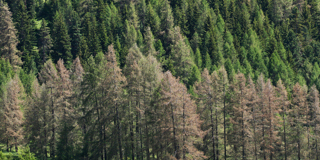 Herbstlich gefärbte Lärchen mitten im Sommer. Schuld ist der Graue Lärchenwickler, der sich dieses Jahr im Engadin wieder explosiv vermehrt und die Lärchen kahl frisst, wie hier in S-chanf. Die meisten Bäume erholen sich noch im gleichen Sommer wieder.
