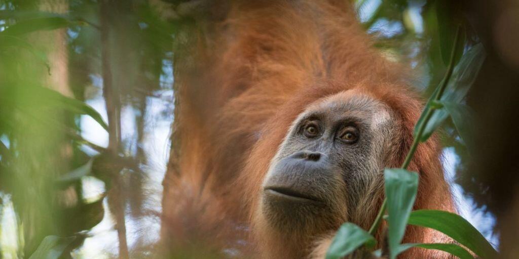 Nur rund 800 Exemplare existieren von der neu beschriebenen Orang-Utan-Art. Das macht sie zum am stärksten bedrohten Menschenaffen.