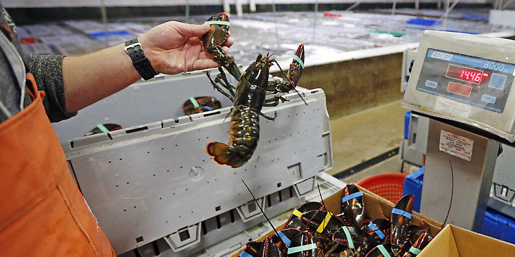 Hummer gelten als Delikatesse. Oft leiden die Tiere wochenlang, bevor sie qualvoll in kochendem Wasser getötet werden. Dem hat der Bundesrat nun einen Riegel geschoben. (Archivbild)