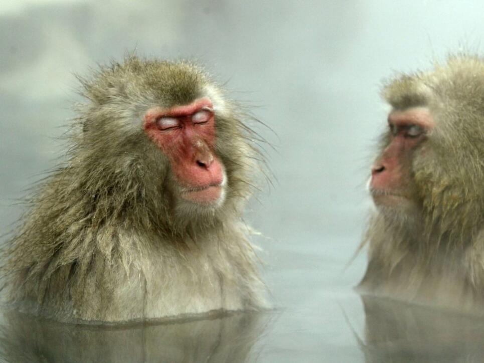 Heisse Bäder sind für Körper und Seele eine Wohltat. Auch Japanische Schneeaffen begeben sich vor allem im Winter gerne ins heisse Naturbad. (Archivbild).