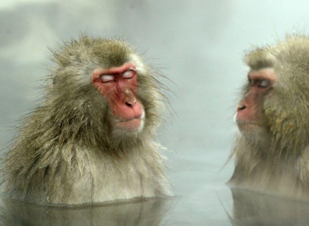 Heisse Bäder sind für Körper und Seele eine Wohltat. Auch Japanische Schneeaffen begeben sich vor allem im Winter gerne ins heisse Naturbad. (Archivbild). Heisse Bäder sind für Körper und Seele eine Wohltat. Auch Japanische Schneeaffen begeben sich vor allem im Winter gerne ins heisse Naturbad. (Archivbild).