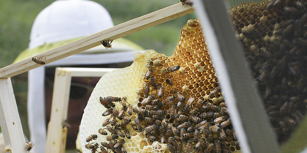 Neonikotinoide halten sich besorgniserregend lange in Honig. Forschende plädieren fürs Vorsorgeprinzip. (Archivbild)