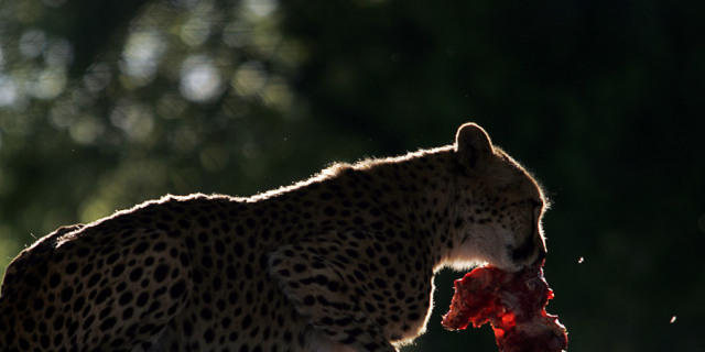Ein Gepard frisst seine Beute in einem Park in Namibia (Symbolbild)