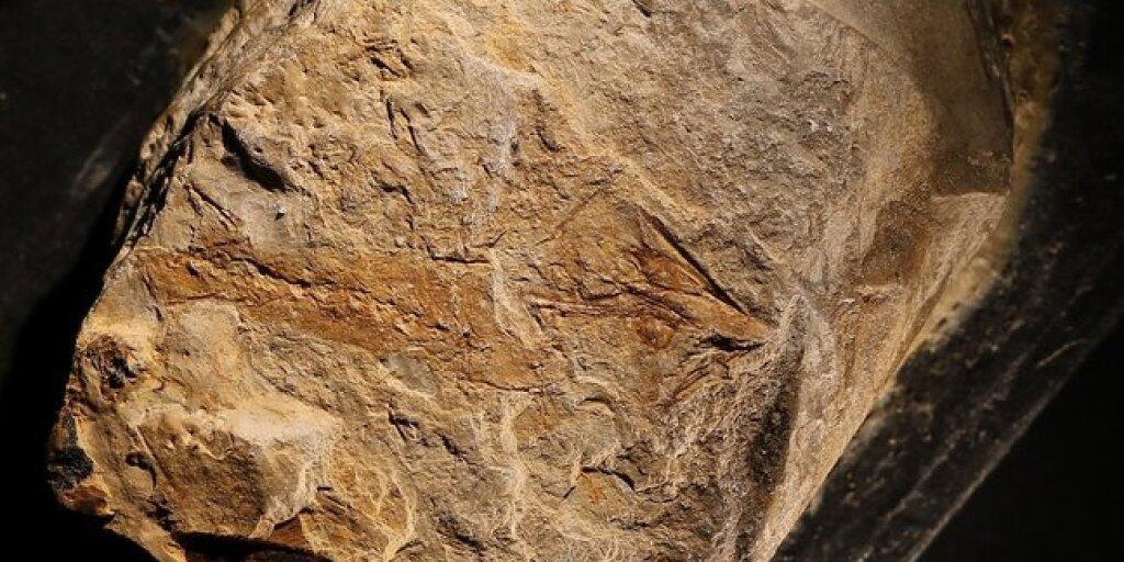 Fossilierter Triassurus sixtelae, der älteste Salamander der Welt (Pressebild)