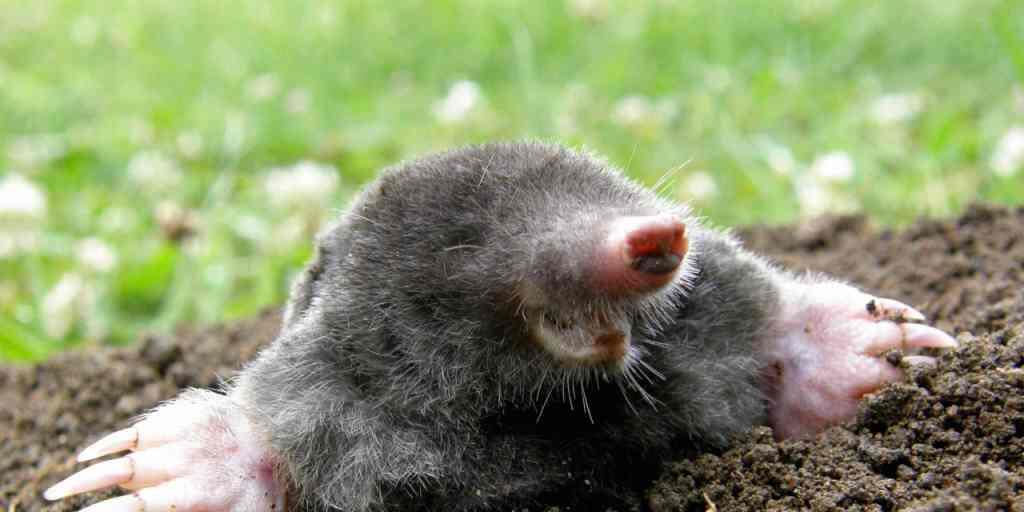 Der Maulwurf kann Erdmassen bis zum 24-Fachen seines Körpergewichts verschieben. Er fühlt sich dort wohl, wo der Boden gesund ist. Der Maulwurf kann Erdmassen bis zum 24-Fachen seines Körpergewichts verschieben. Er fühlt sich dort wohl, wo der Boden gesund ist.