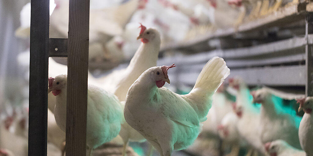 Legehennen in einem Stall in Thurgau. Der Kanton hat mit einem Huhn pro Einwohner die zweitgrösste Legehennendichte der Schweiz. (Archiv)