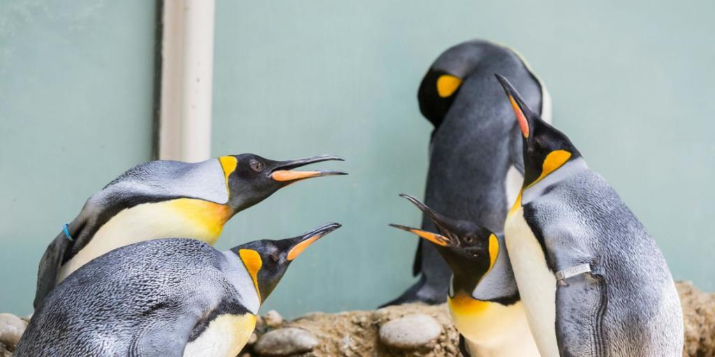 Die Königs- und die Eselspinguine im Zoo Basel sollen bald ein neues Zuhause erhalten. Für dieses will der Zolli zwei Millionen Franken aufwenden. Die Königs- und die Eselspinguine im Zoo Basel sollen bald ein neues Zuhause erhalten. Für dieses will der Zolli zwei Millionen Franken aufwenden.