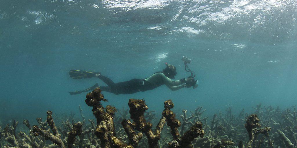 Abgestorbene Korallen im Great Barrier Reef vor Australien. (Archiv) Abgestorbene Korallen im Great Barrier Reef vor Australien. (Archiv)