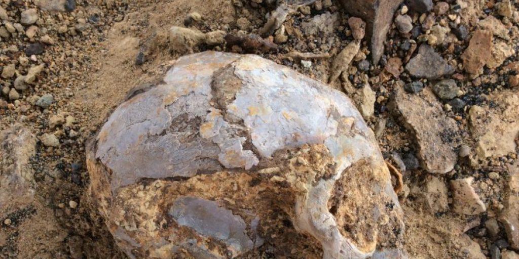 Der Schädel des 13 Millionen Jahre alten Vorfahren von Menschenaffen und Menschen wurde bei Ausgrabungen in Kenia entdeckt.