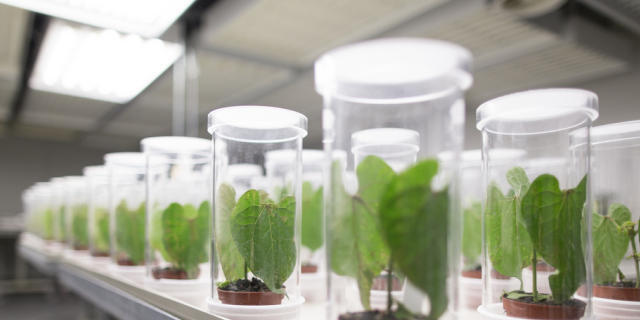 Bohnen wachsen in einem Forschungslabor von Syngenta (Archiv) Bohnen wachsen in einem Forschungslabor von Syngenta (Archiv)