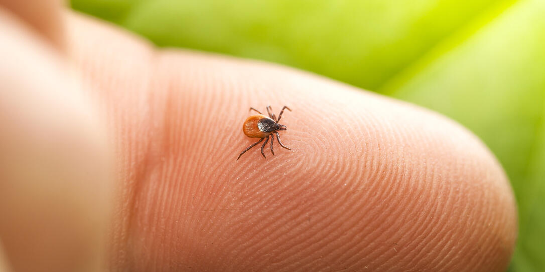 Tick on finger