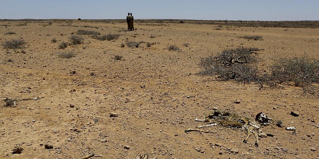 Die Geldpreise gehen an den Bauern Yacouba Sawadogo aus Burkina Faso und den Australier Tony Rinaudo, die sich beide dafür einsetzen, dass dürres, unfruchtbares Land in Afrika landwirtschaftlich genutzt werden kann. (Symbolbild)