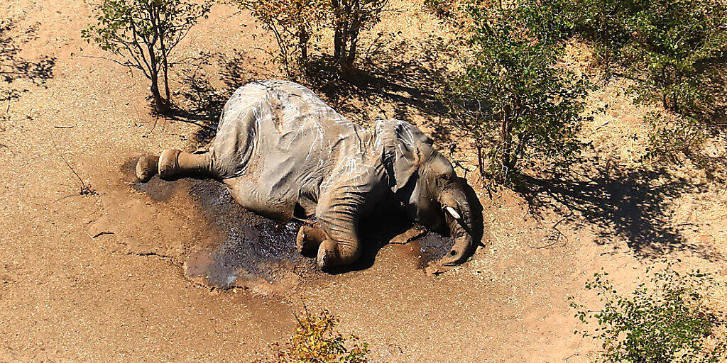 HANDOUT - Ein toter Elefant liegt in einem Gebüsch. Im südafrikanischen Safari-Paradies Botsuana treibt ein mysteriöses Elefantensterben Tierschützer um. Foto: Uncredited/hons/AP/dpa - ACHTUNG: Nur zur redaktionellen Verwendung im Zusammenhang mit der aktuellen Berichterstattung und nur mit vollständiger Nennung des vorstehenden Credits